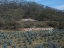 Bienvenidos Vinata Los Osuna tequila distillery